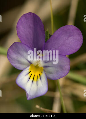 Dune Stiefmütterchen (Viola tricolor Subsp curtisii, Viola curtisii), Blume, Niederlande Stockfoto