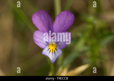 Dune Stiefmütterchen (Viola tricolor Subsp curtisii, Viola curtisii), Blume, Niederlande Stockfoto