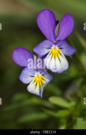 Heartsease, einfache Herz, Herz's Delight, Kitzeln - mein - Fancy, wilde Stiefmütterchen, Jack-Sprung-oben-und-kiss-me, kommen-und-Knuddel-mich, drei Gesichter in einer Haube, Liebe-in-müssiggang (Viola tricolor), Blumen, Niederlande, Holland Nord Stockfoto