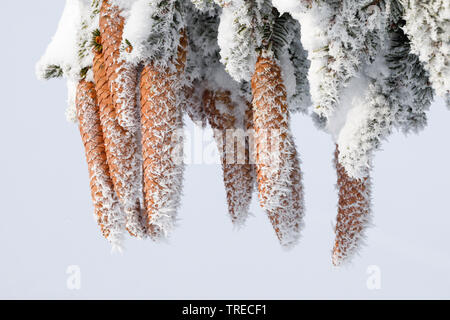 Die Fichte (Picea abies), Fichte Kegel mit Raureif, Schweiz Stockfoto