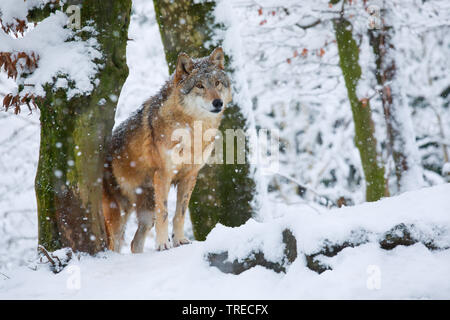 Europäische grauer Wolf (Canis lupus Lupus), Wolf im Winter Forest, Schweiz Stockfoto