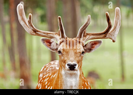 Sika deer, Tame sika Hirsche, zahmen Hirsch (Cervus Nippon), Hirsch im Sommer Fell, Vorderansicht, Deutschland Stockfoto