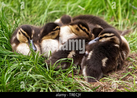 Stockente (Anas platyrhynchos), gegenseitig wärmen Entenküken in einer Wiese, Deutschland Stockfoto