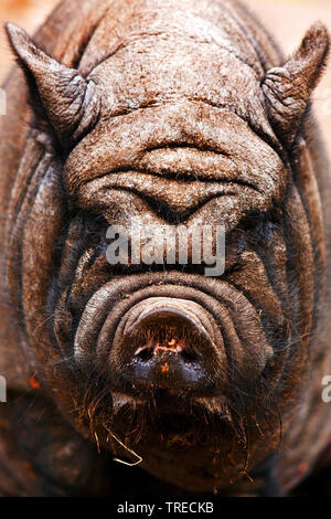 Vietnamese pot bellied Schwein (Sus scrofa f. domestica), Porträt, Ansicht von vorn, Deutschland, Nordrhein-Westfalen Stockfoto