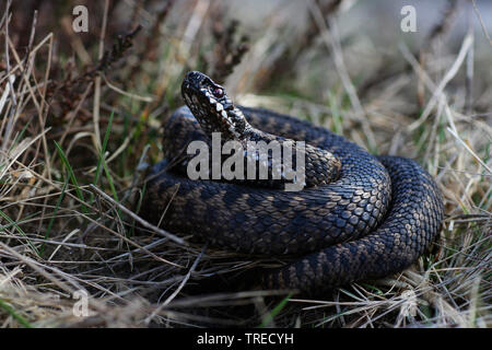 Addierer, gemeinsame Viper, gemeinsamen europäischen Viper, gemeinsame Viper (Vipera berus), das verteidigungsdispositiv aufgewickelt, Niederlande Stockfoto