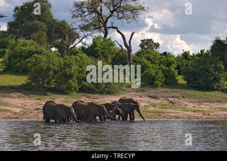 Afrikanischer Elefant (Loxodonta africana), Kuh Elefanten trinken mit Elefant Welpen aus dem Chobe River, Botswana Stockfoto