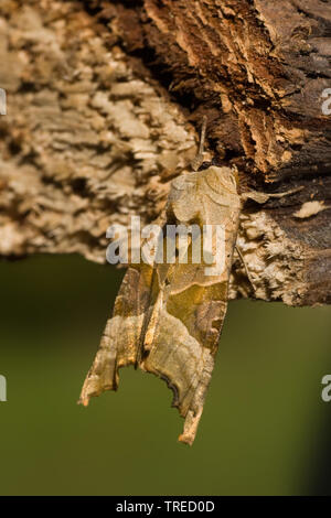 Winkel (Phlogophora meticulosa Farbtöne, Trigonophora meticulosa, Brotolamia meticulosa), totes Holz sitzen, Ansicht von oben, Frankreich Stockfoto