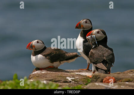 Papageitaucher, gemeinsame Papageitaucher (Fratercula arctica), Troop hocken auf einem Felsen, einer mit Sand Lanzen in der Rechnung, Vereinigtes Königreich, England, Northumberland, Farne Islands Stockfoto