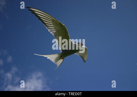 Küstenseeschwalbe (Sterna Paradisaea), im Flug in den blauen Himmel, Vereinigtes Königreich, England, Northumberland, Farne Islands Stockfoto