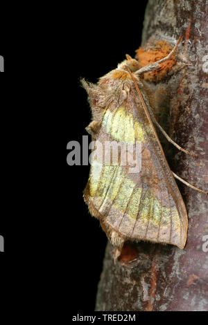 Brüniert Messing (Diachrysia chrysitis, Plusia chrysitis, Phytometra Chrysitis), Rinde sitzen, Seitenansicht, Niederlande Stockfoto