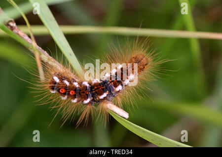 Brown-tail Motte, Braun - Schwanz (Euproctis chrysorrhoea), Caterpillar mit Haaren, Ansicht von oben, Niederlande Stockfoto