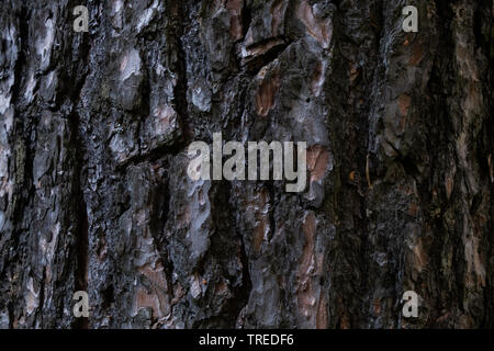 Rinde Textur Stockfoto