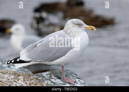 Amerikanische Silbermöwe (Larus smithsonianus), hocken im Winter auf einem Felsen an der Küste, Seitenansicht, Kanada Stockfoto