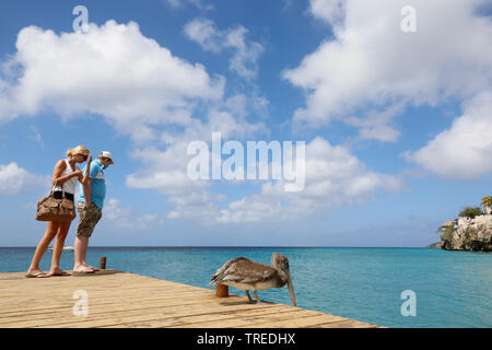 Braunpelikan (Pelecanus occidentalis), sitzen auf einer Promenade neben einem touristischen Paar, Curacao Stockfoto