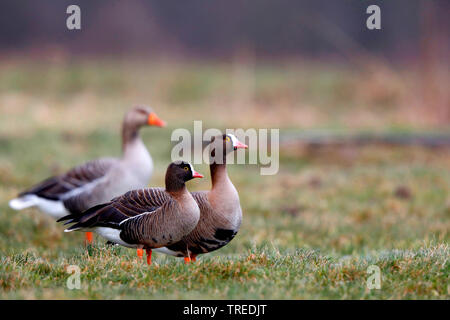 Lesser white-fronted goose (Anser erythropus), Paar in einer Wiese, Seitenansicht, Niederlande, Südholland Stockfoto