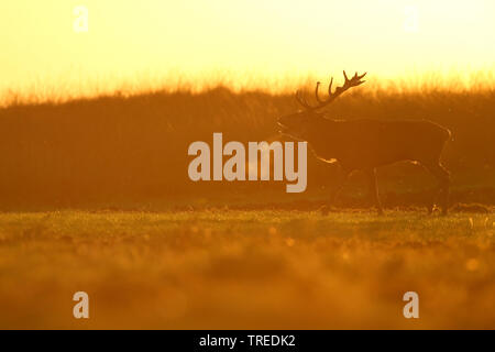 Red Deer (Cervus elaphus), Hirsch brüllen im Abendlicht, Niederlande, Nationalpark Hoge Veluwe Stockfoto