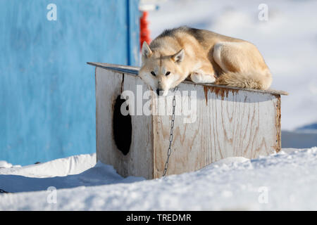 Alaskan Husky (Canis lupus f. familiaris), liegen auf der Hundehütte, Grönland, Ilulissat Stockfoto