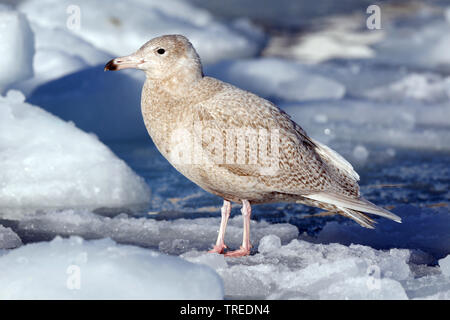 Glaucous Möwe (Larus hyperboreus), juvenile Vogel auf Eis, Seitenansicht, Grönland, Ilulissat Stockfoto