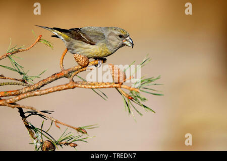 Parrot gegenwechsel (Loxia pytyopsittacus), Weibliche auf einem mit Pinien Branch, Niederlande Stockfoto