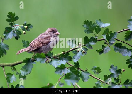 Haussperling (Passer domesticus), juvenile Sitzen auf einem Weißdorn, Niederlande, Gelderland Stockfoto