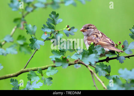 Haussperling (Passer domesticus), juvenile Sitzen auf einem Weißdorn, Niederlande, Gelderland Stockfoto