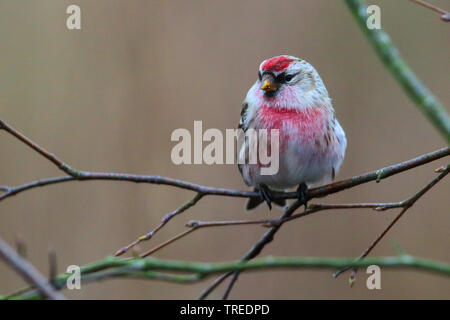 Redpoll, common redpoll (Carduelis flammea, Acanthis flammea), sitzt auf einem Ast, Deutschland Stockfoto