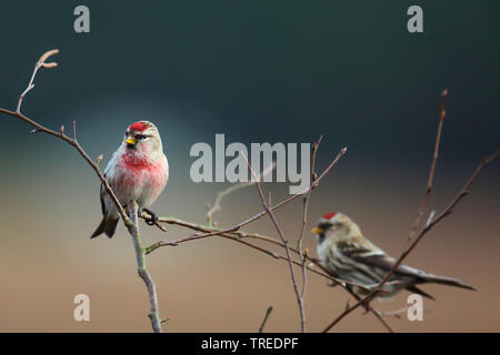 Redpoll, common redpoll (Carduelis flammea, Acanthis flammea), sitzt auf einem Ast, Deutschland Stockfoto