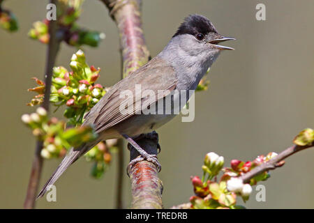 Mönchsgrasmücke (Sylvia Atricapilla), Männlich, Deutschland singen Stockfoto