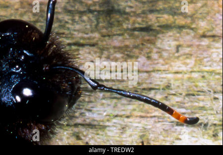 Violett Tischler Biene (Xylocopa violacea), männlich, Antenne, Deutschland Stockfoto