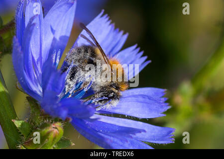 Carder Biene, gemeinsame carder Biene (Bombus pascuorum, Bombus agrorum, Megabombus pascuorum floralis), die Bestäubung der Zichorie, Deutschland Stockfoto