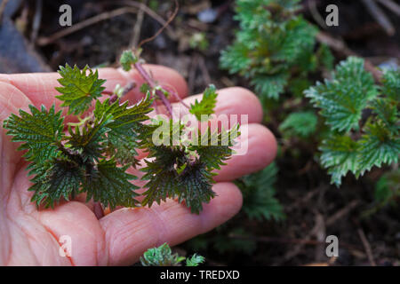 Brennnessel (Urtica dioica), junge Blätter im Frühjahr, Deutschland Stockfoto