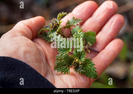 Brennnessel (Urtica dioica), junge Blätter im Frühjahr, Deutschland Stockfoto