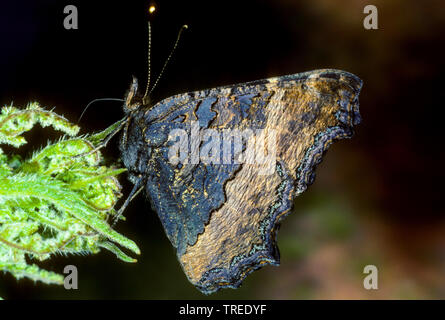 Kleiner Fuchs (Nymphalis urticae, Nymphalis urticae), auf einer Anlage, Deutschland Stockfoto