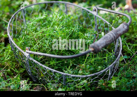 Hackmesser, Goosegrass, Catchweed bedstraw (Galium aparine), junge Pflanzen, in einem Korb gesammelt, Deutschland Stockfoto