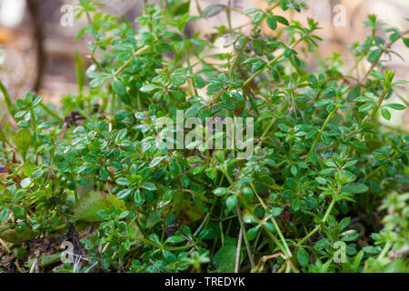 Hackmesser, Goosegrass, Catchweed bedstraw (Galium aparine), die jungen Pflanzen im Frühjahr, Deutschland Stockfoto