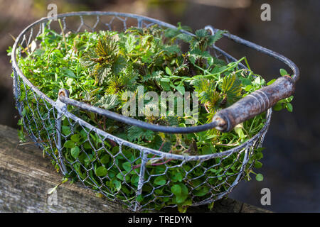 Gesammelte Blätter Brennnessel, Vogelmiere und Goosegrass in einem Korb, Deutschland Stockfoto