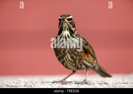 Rotdrossel (Turdus Iliacus), im Winter, Island Stockfoto