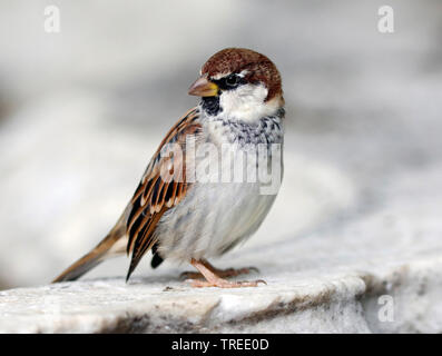 Italienische sparrow, Cisalpine sparrow (Passer italiae), sitzt auf einem Stein, Italien Stockfoto