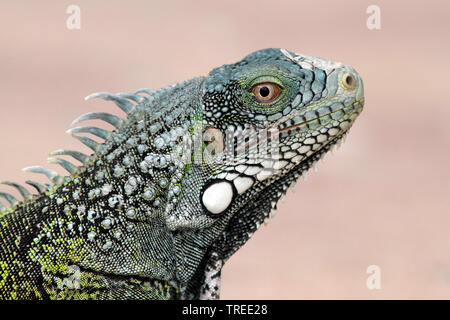 Grüner Leguan, Iguana (Leguan iguana), am Strand, Curacao Stockfoto