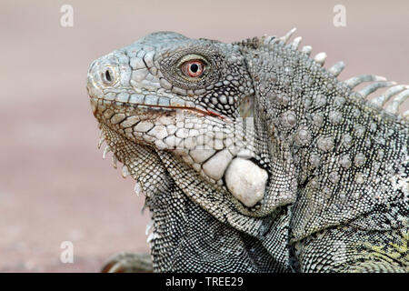 Grüner Leguan, Iguana (Leguan iguana), am Strand, Curacao Stockfoto