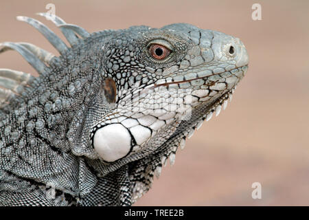 Grüner Leguan, Iguana (Leguan iguana), am Strand, Curacao Stockfoto