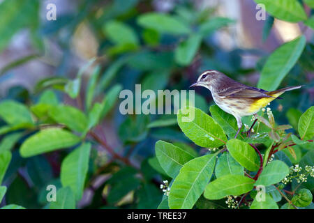 Palm Warbler (Setophaga palmarum), auf einem Baum, USA, Florida Stockfoto