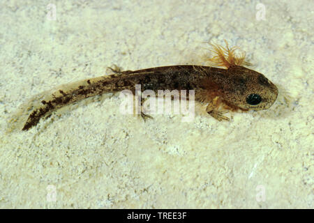 Europäische Feuersalamander (Salamandra salamandra), Larve mit äußeren Kiemen unter Wasser, Deutschland Stockfoto