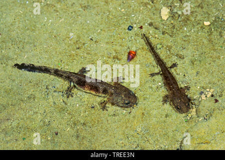 Europäische Feuersalamander (Salamandra salamandra), Larven mit äußeren Kiemen unter Wasser, Deutschland Stockfoto