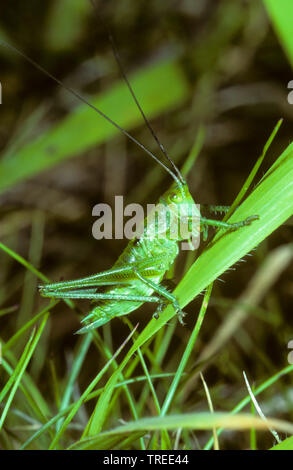 Große grüne, grüne Bush-Cricket Bush-Cricket (Tettigonia Viridissima), weiblich, Larve im 5 Entwicklungsstadium, Serie Bild 5/7, Deutschland Stockfoto