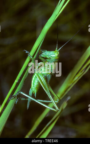Große grüne, grüne Bush-Cricket Bush-Cricket (Tettigonia Viridissima), weiblich, Larve im 6 Entwicklungsstadium, Serie Bild 6/7, Deutschland Stockfoto