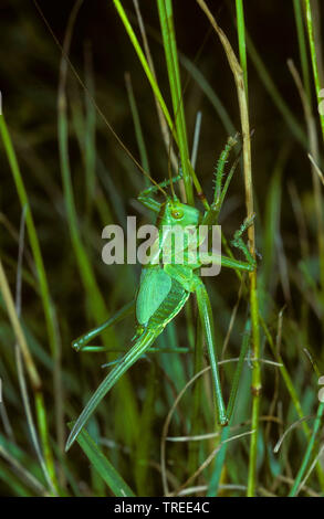 Große grüne, grüne Bush-Cricket Bush-Cricket (Tettigonia Viridissima), weiblich, Larve im 7 Entwicklungsstadium, Serie Bild 7/7, Deutschland Stockfoto