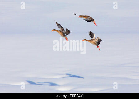 Graugans (Anser anser) Ansatz für die Landung auf dem Schnee, Deutschland, Bayern, Chiemsee Stockfoto