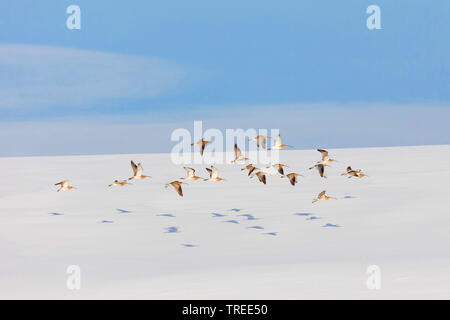 Western Brachvögel (Numenius arquata), Herde fliegen über Schnee, Deutschland, Bayern, Chiemsee Stockfoto