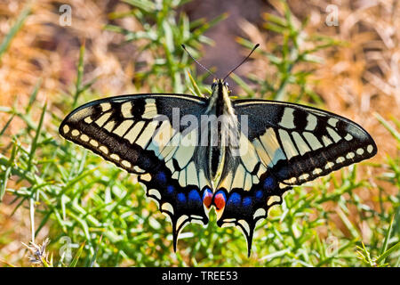 Alte Welt Schwalbenschwanz, gewöhnlicher gelber Schwalbenschwanz (Pieris brassicae), sitzend auf einer euphorbia, Ansicht von oben, Deutschland Stockfoto